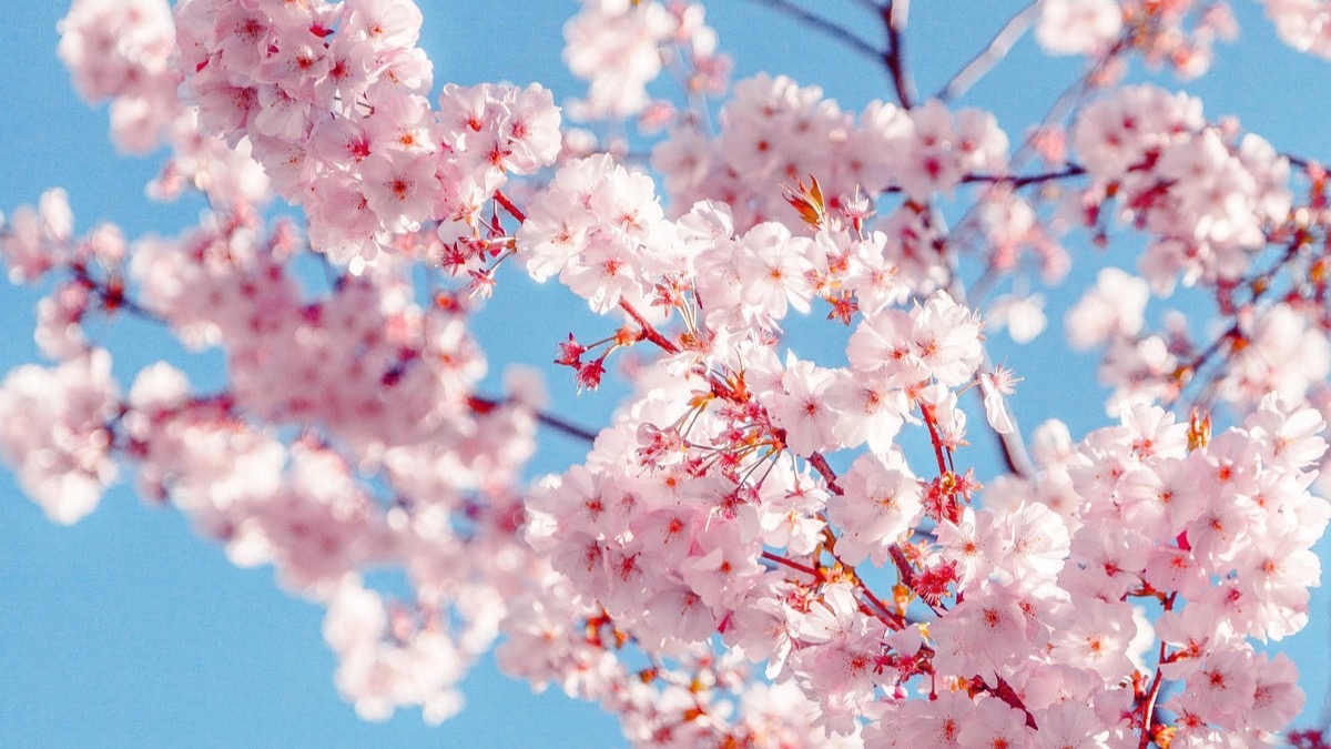 Cherry blossoms lifting into a clear spring sky.
